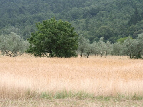 Tuscany, Florence, farmhouse - Gallery - 26