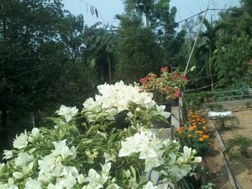 Jungjung home stay Dimapur. - Gallery - 7