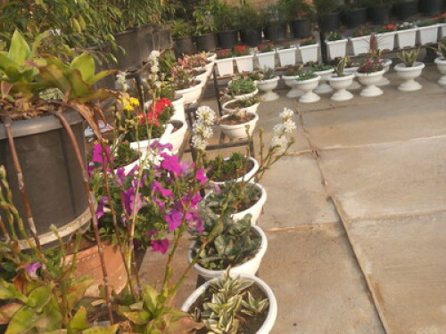 Jungjung home stay Dimapur.