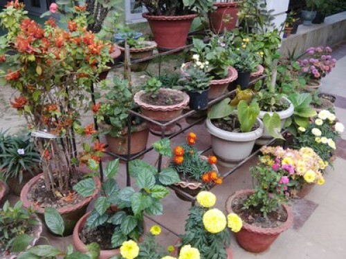 Purnima