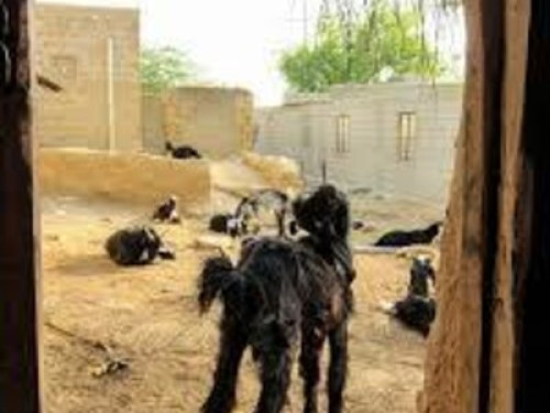 badal house khuri - Gallery - 30