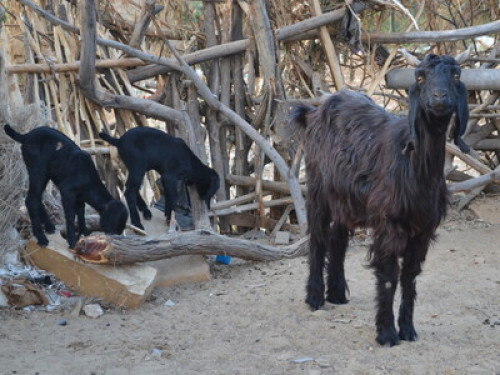 badal house khuri - Gallery - 7