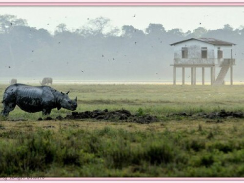 Stay at the Rhino land 