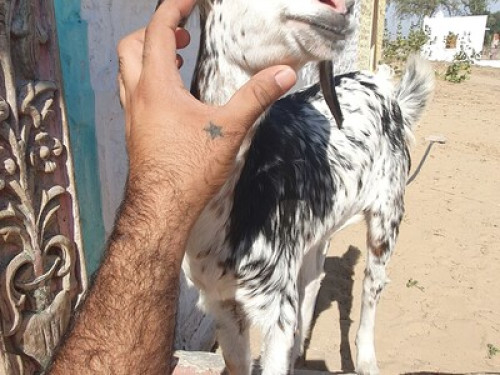 Dev Bagh- Experience Thar Desert - Gallery - 9