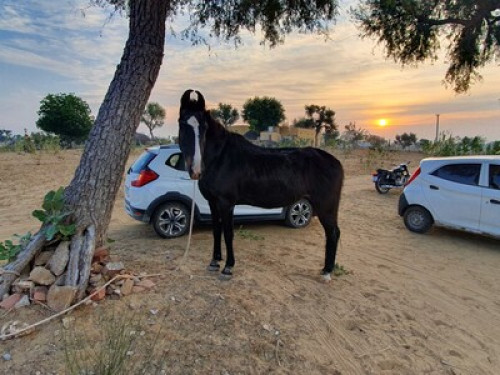 Dev Bagh- Experience Thar Desert