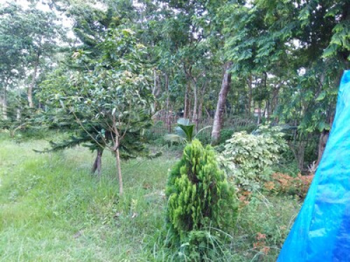 Vastu villa, homestay