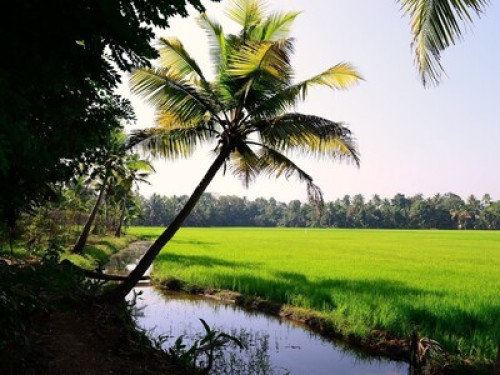 Village atmosphere in River Bank  - Gallery -  5