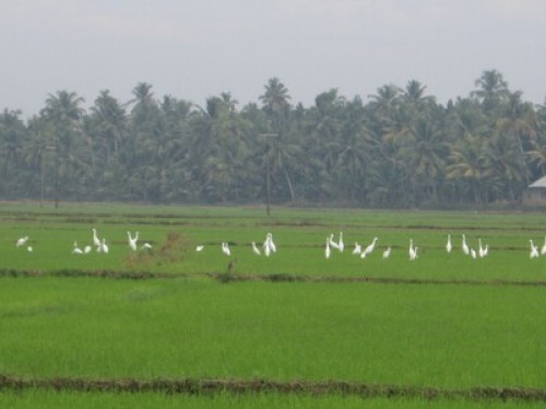 Friendly family in Kerala Backwater - Gallery - 6