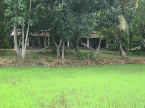 Friendly family in Kerala Backwater - Gallery - 10