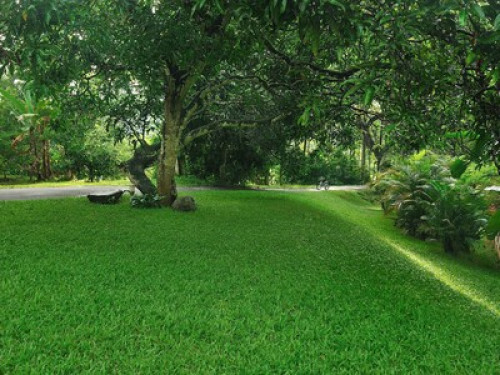 Kuruvinakunnel  Tharavadu Homestay