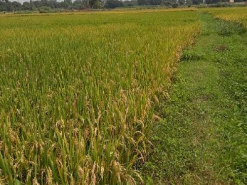 Shruthi's Aarohi - Nature's Retreat