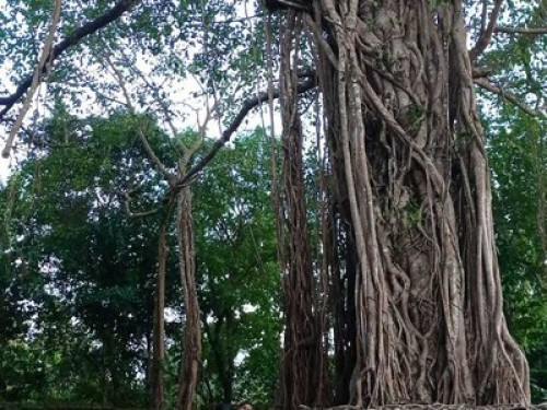 Shruthi's Aarohi - Nature's Retreat