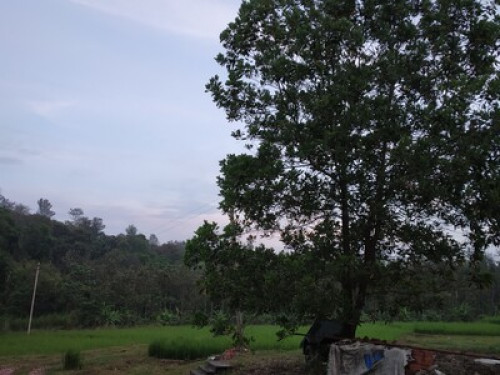 Meadow side Homestay  - Gallery -  5