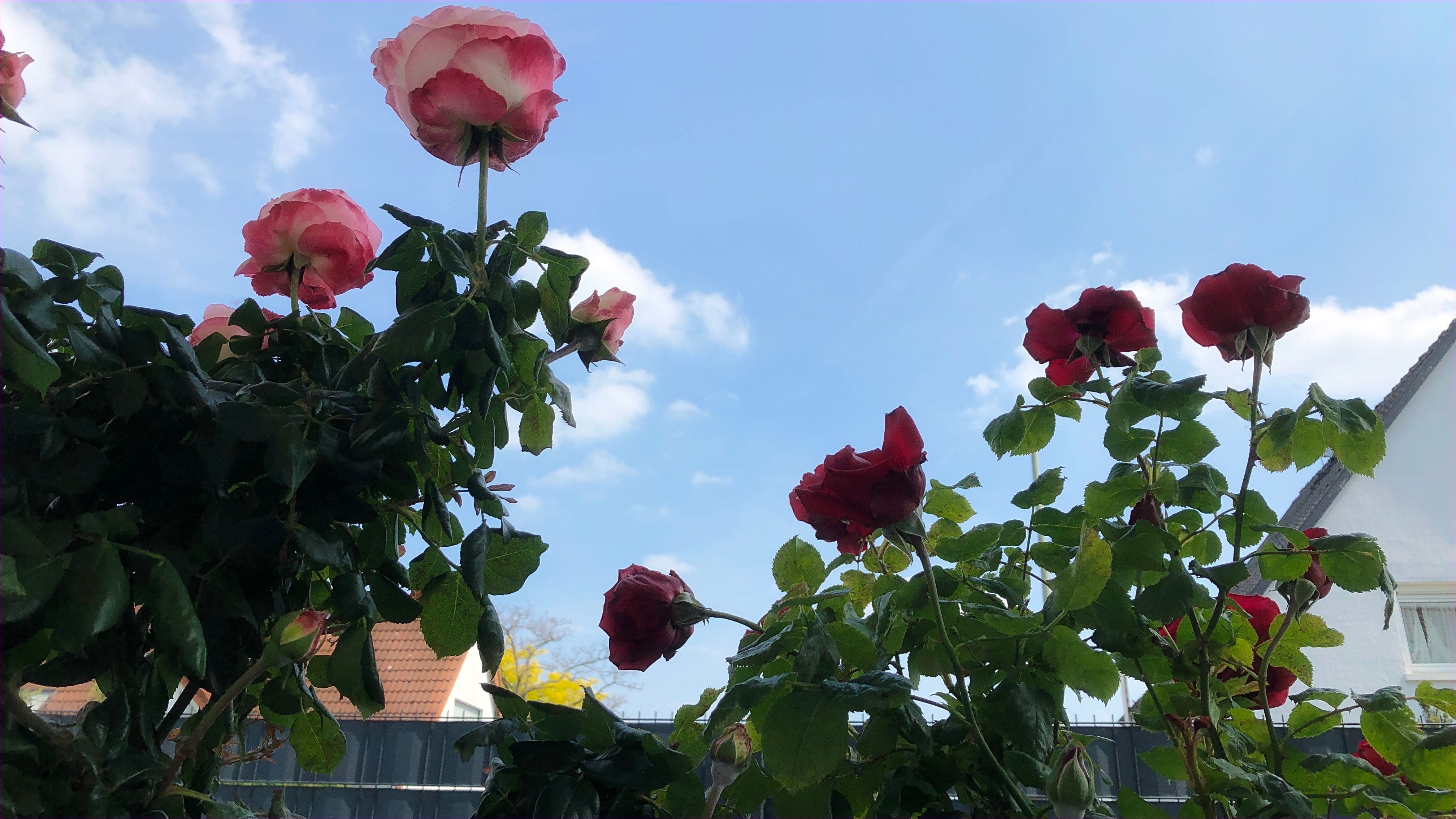All‑Inclusive 4‑Room Apartment With Garden | Near Frankfurt Airport | Ideal For Families & Groups - 4