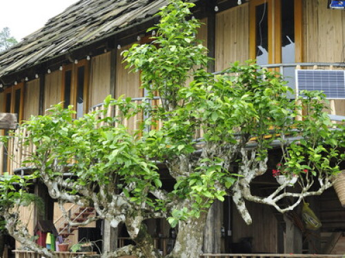 Suoi Giang Homestay on the mountain  - Gallery -  5