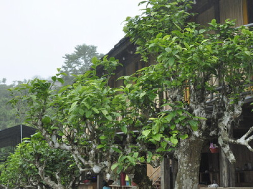 Suoi Giang Homestay on the mountain