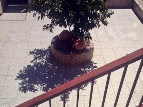 Family friend to all