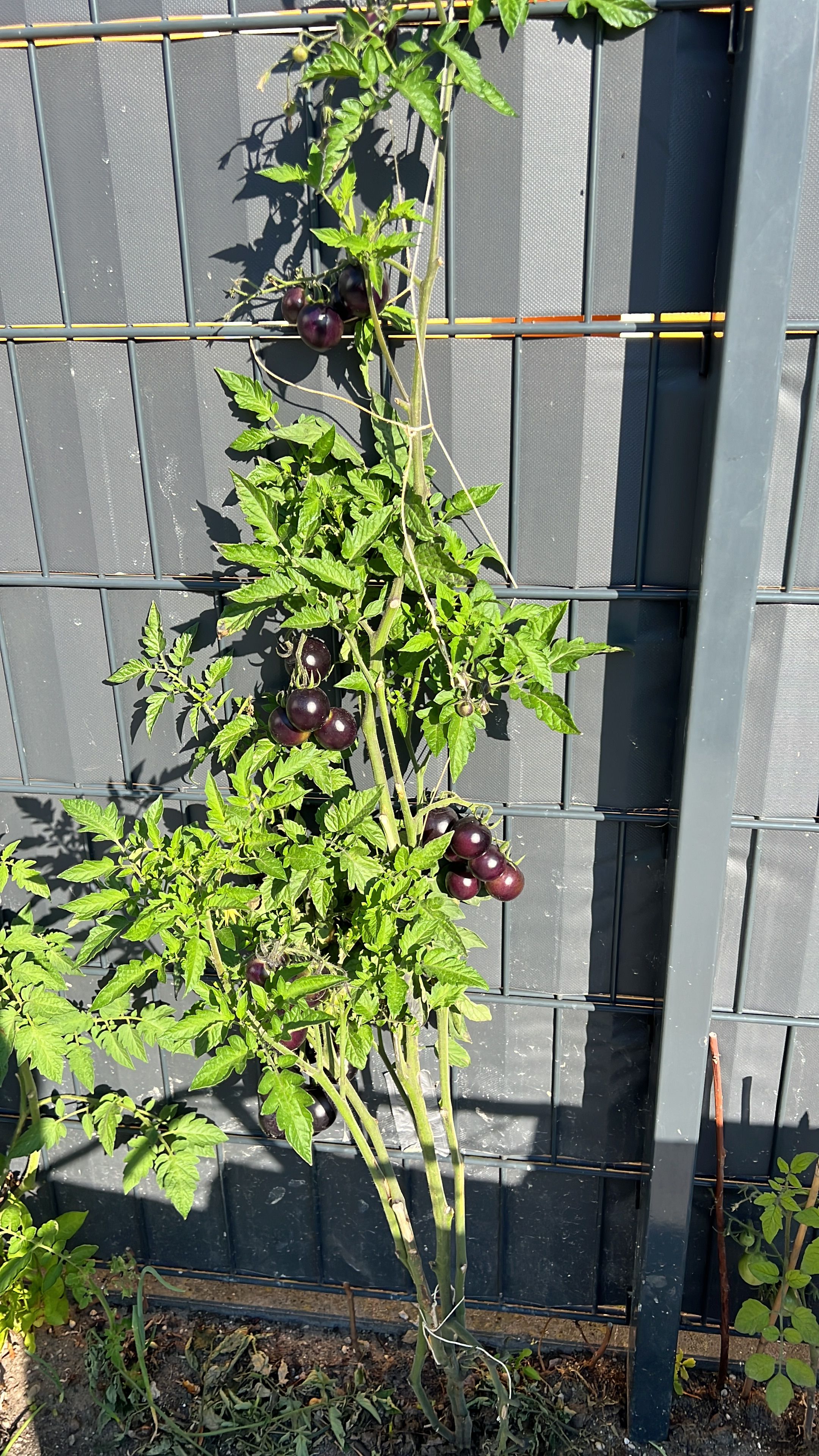 Perfect, Cozy Flat In Lauchhammer - Perfect, cozy flat in Lauchhammer - Gallery - 17