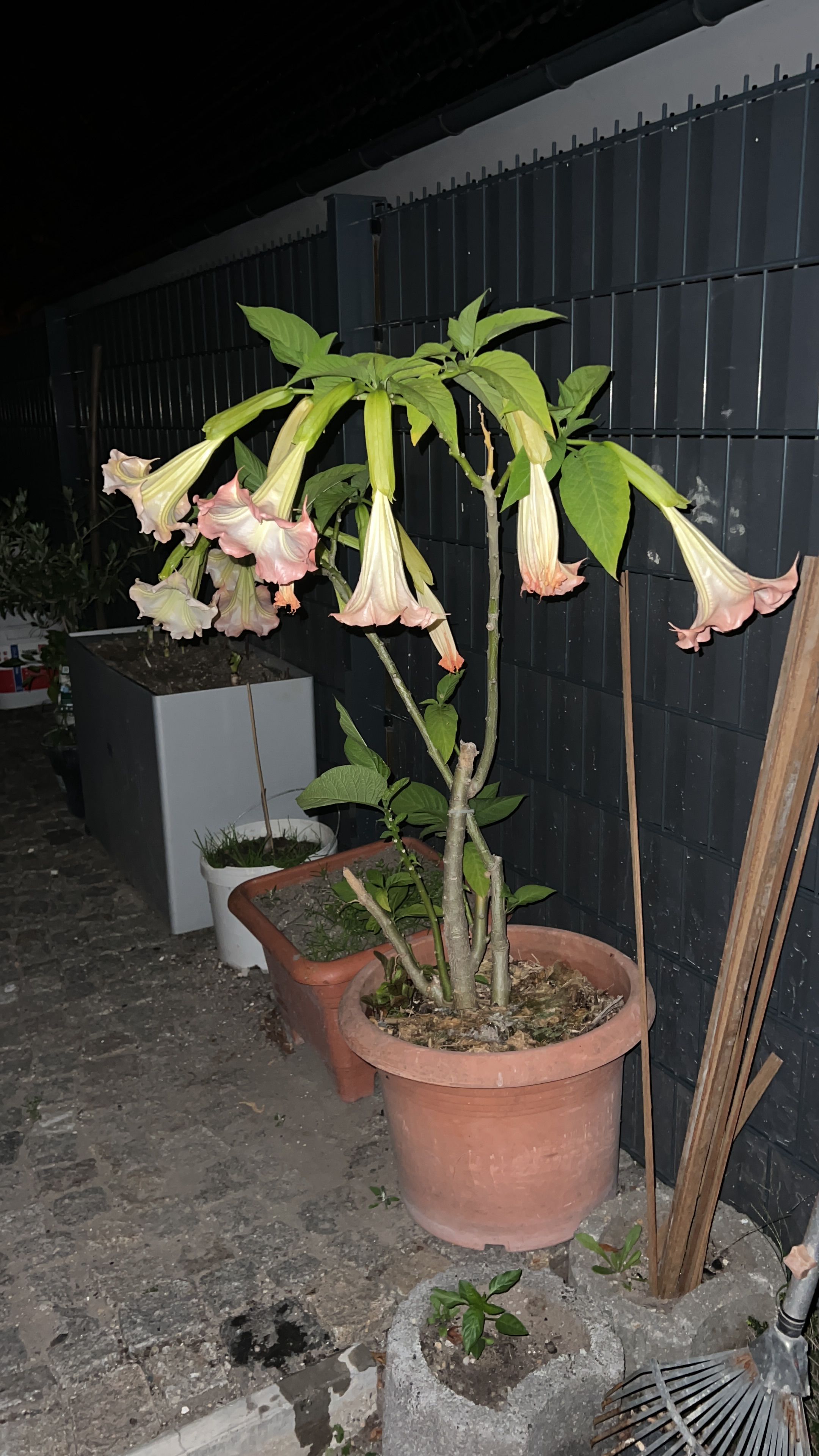  Perfect, Cozy Flat In Lauchhammer  -  Perfect, cozy flat in Lauchhammer  - Gallery -  2