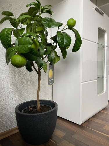 Pretty, great flat located in Nittenau