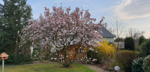 Detached single-family home for exclusive use in a green location near Cologne - maximum privacy - Gallery - 22