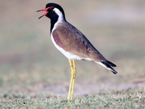 peace and tranquility