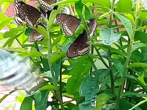 Blue Wings