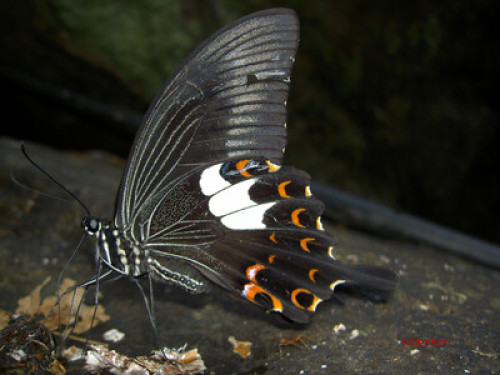 Blue Wings