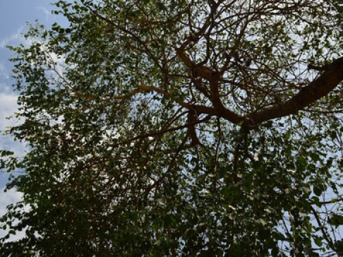 PAARSHEBA VILLA - Gallery - 37