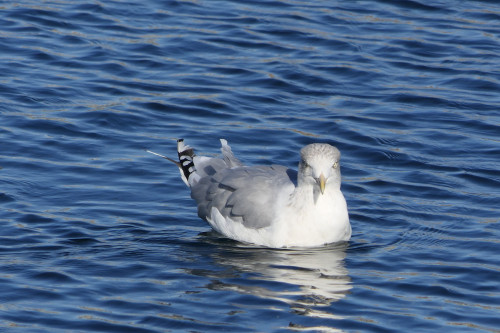 Schilksee NO1 Meerblick