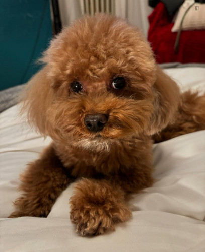 Double bedroom, with private bathroom and balcony, in 3-bedroom apartment