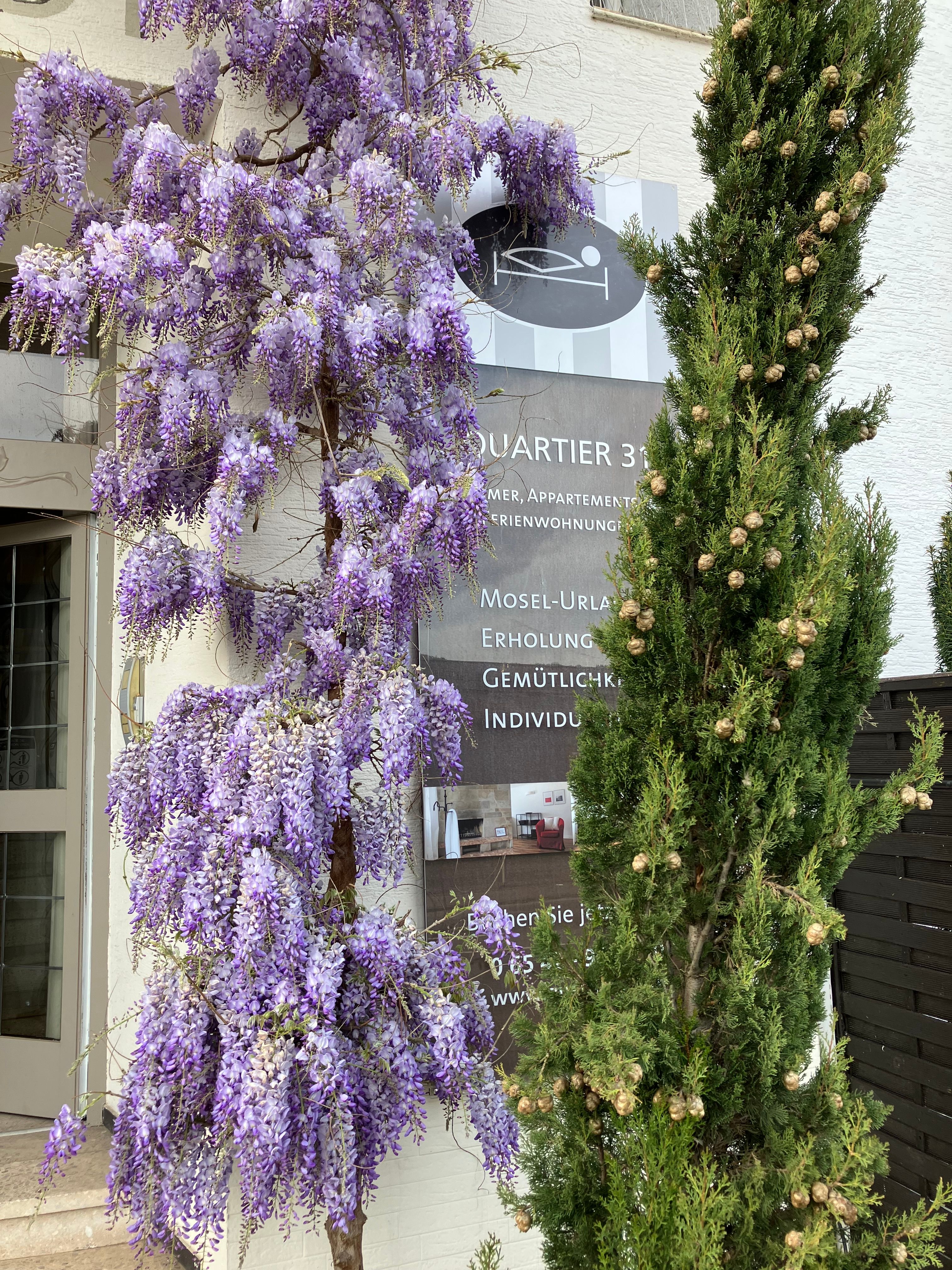  Lovely Apartments In Lieser An Der Mosel ( Bernkastel )  -  Lovely Apartments in Lieser an der Mosel ( Bernkastel )  - Gallery -  11