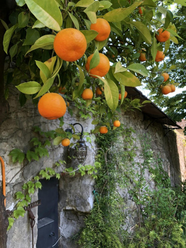 Bright 3 bedroom apartment near Firenze Castello train station