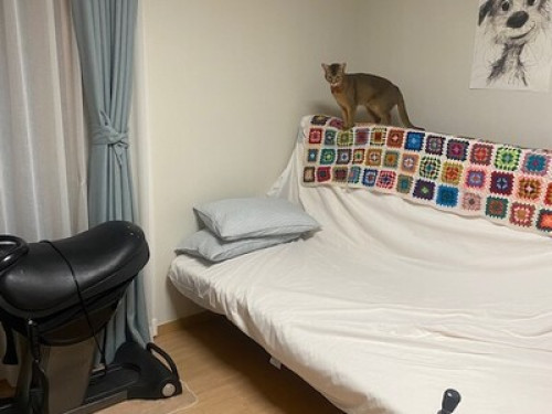 easy, single with 2 cats!  - Gallery -  5