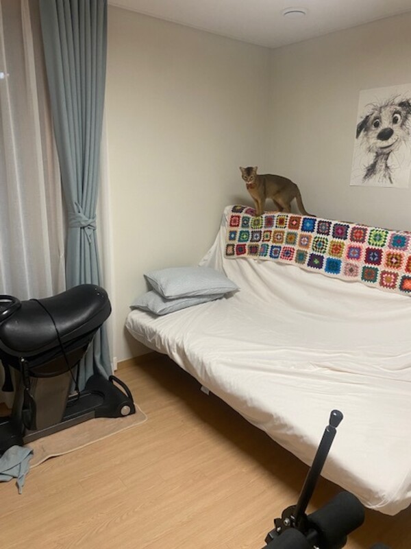  Room 1(Full Room)  -  easy, single with 2 cats!  - Gallery -  1