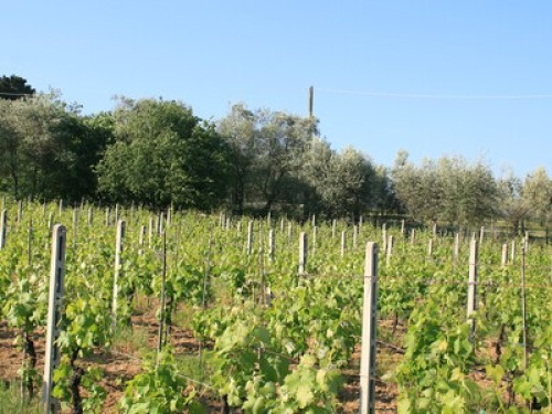 Agriturismo All'Ombra del Tiglio 