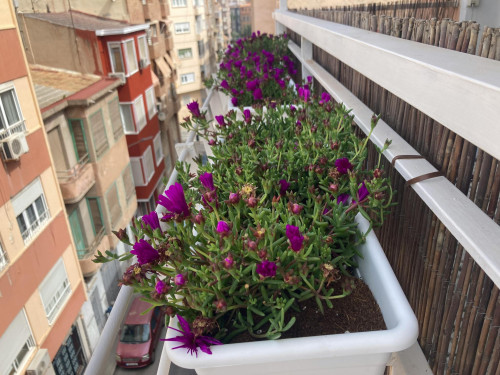 Calle Maestro Marqués, Alicante