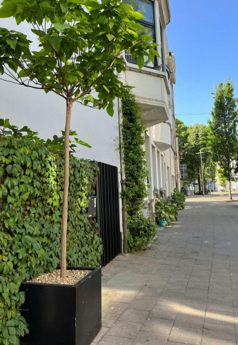 Hollandstraat, Antwerpen