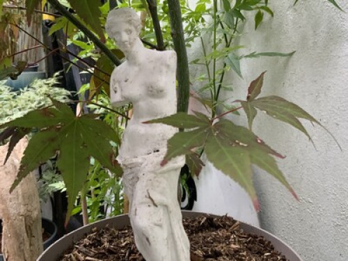 Eastside Bloom  - Gallery - 7