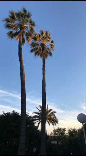 Avenue du Roi Albert 1er, Cannes