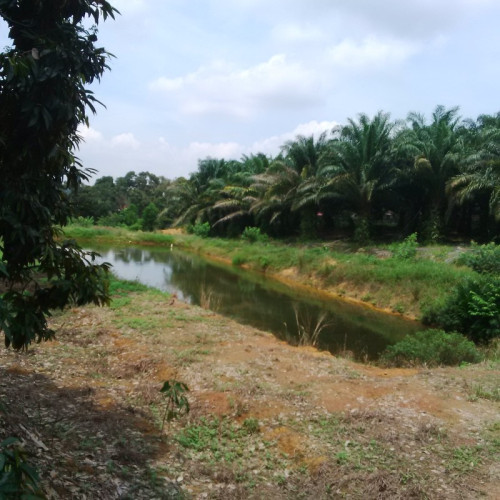 Farm house among rubber trees