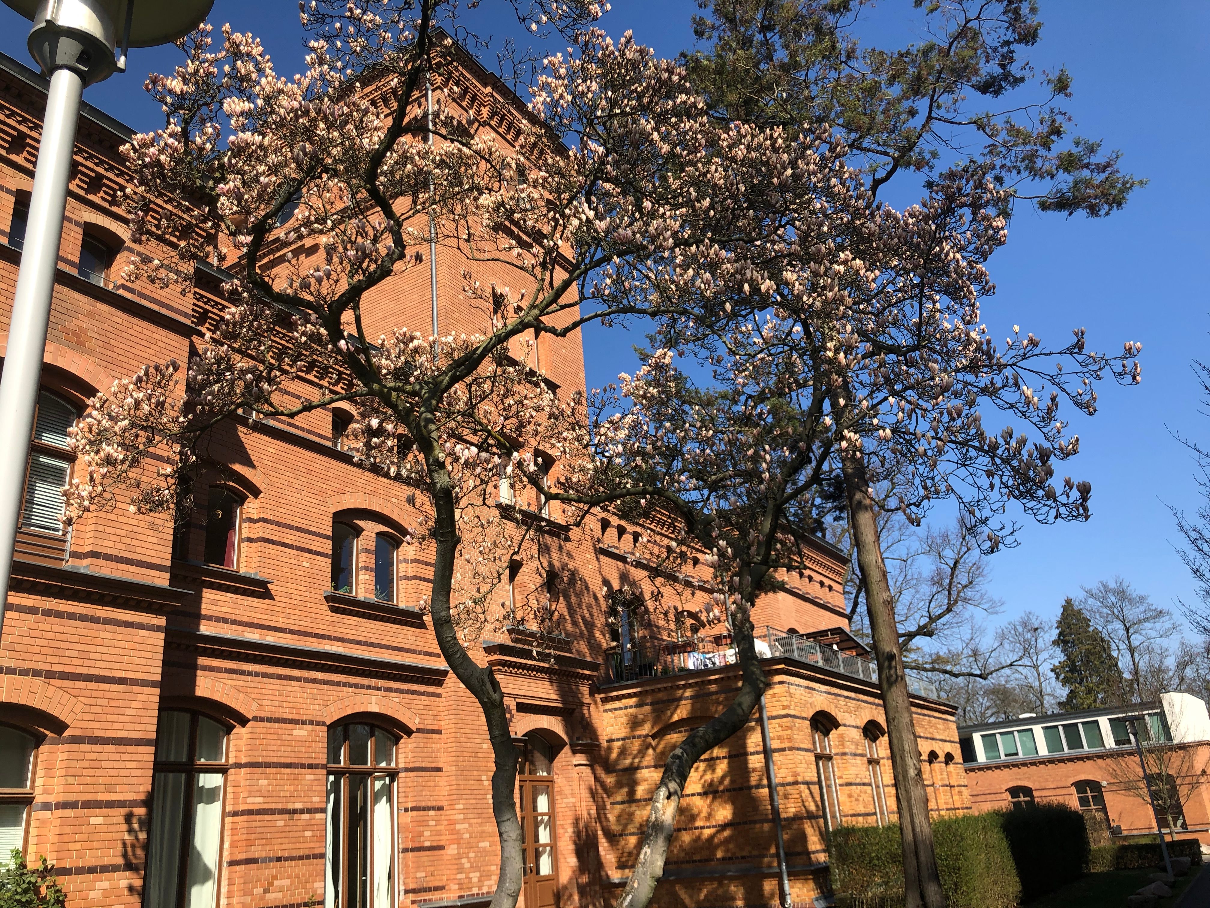 A Similarly Beautiful, Heritage-Protected Apartment Near Sanssouci Park - A similarly beautiful, heritage-protected apartment near Sanssouci Park - Gallery - 18