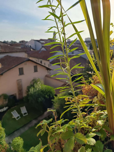 Via Alboino 4, Pavia, Italia