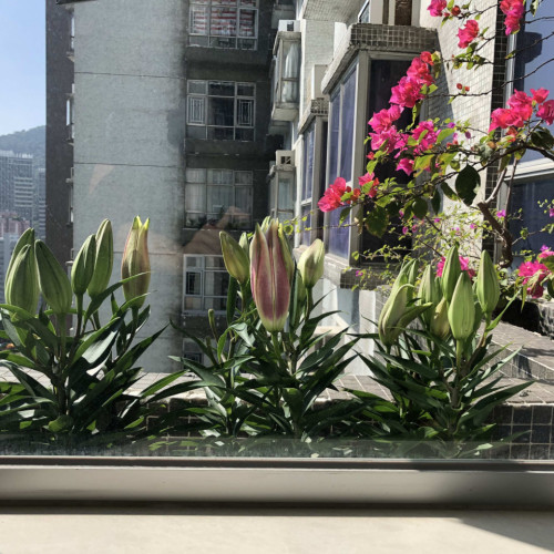 Vibrant Coliving Apartment in Kennedy Town with Community Events & Amenities Home