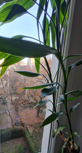 Quiet & Furnished Room in Prime Friedrichshain Location  - Gallery -  5