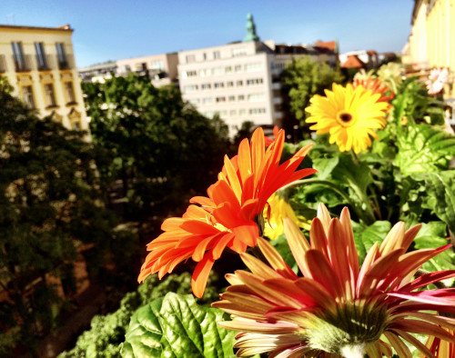 Loft for familiies with kids in Prenzlauer Berg (Berlin)  - Gallery -  5