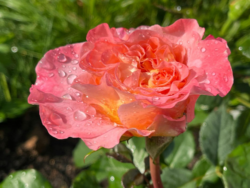 Im Obstgarten, Maria Enzersdorf  - Gallery -  5