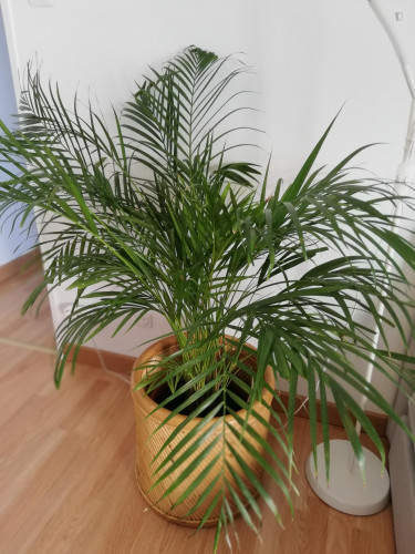 Charming 1-bedroom apartment in Sete Rios