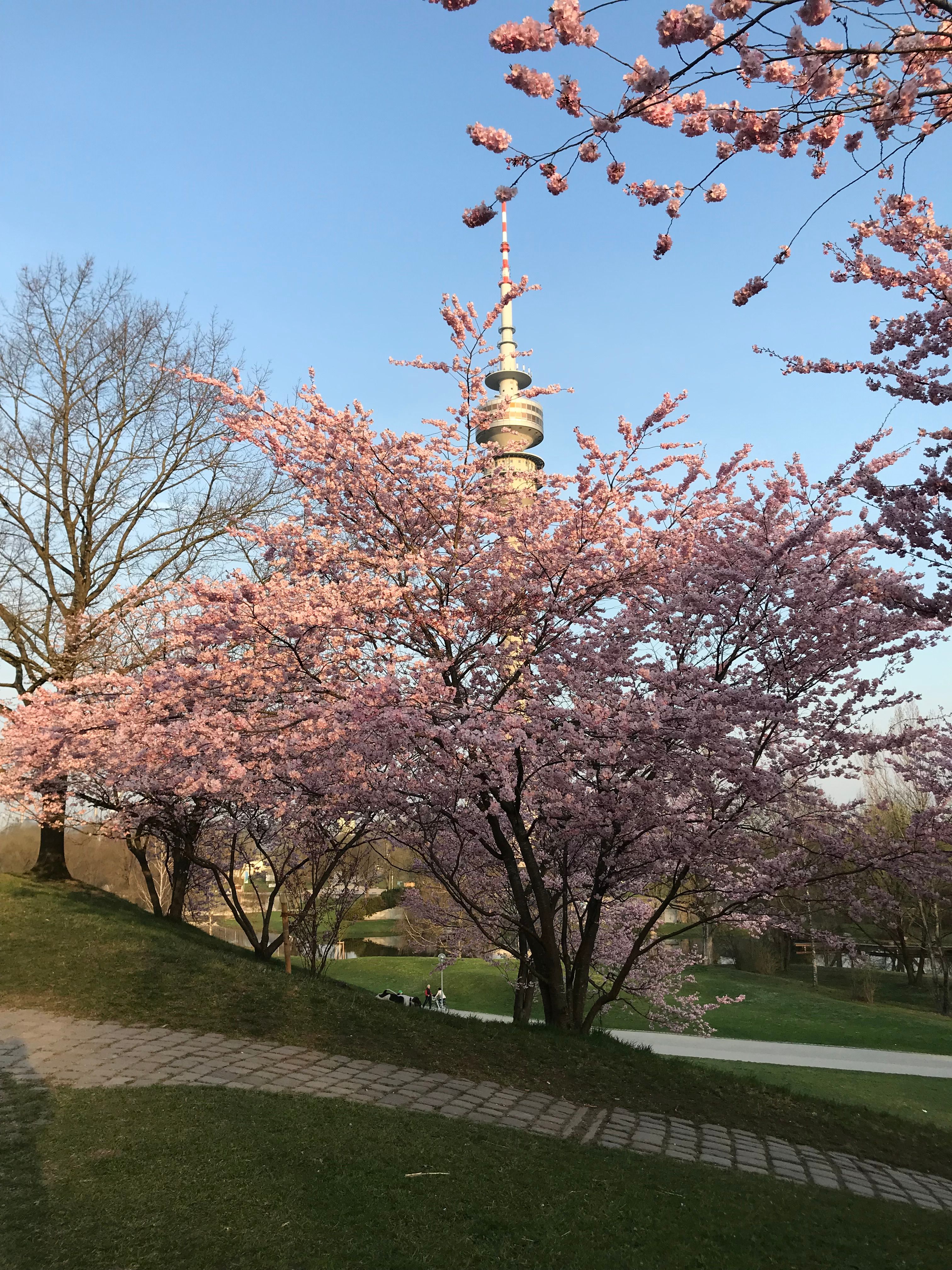 Stylish Furnished Apartment Directly At Olympiapark | Quiet & Central Munich Location - 1