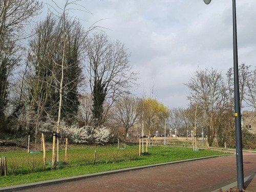 Koningin Maximalaan, Hoofddorp